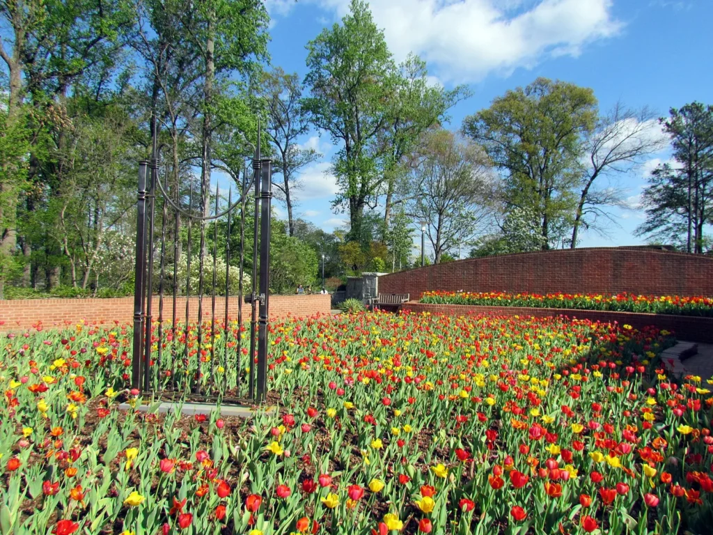 Beds of red and yellow tulips in front of a curved brick wall and tall trees at the Atlanta Botanical Garden